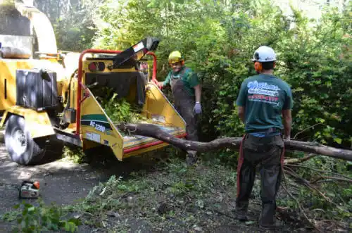 tree services Albert City